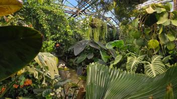 Interior of a lush greenhouse filled with oversized tropical leaves, vines, and colorful flowers under sunlight.
