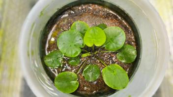 Top view of small green aquatic plant in a pot with wet soil, growing in shallow standing water.