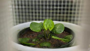 Side view of a young aquatic plant in a plastic container, captured through a mesh enclosure.
