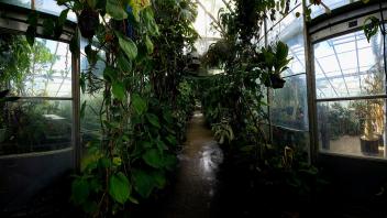 Greenhouse corridor overgrown with climbing plants and vines, glass walls revealing neighboring plant rooms.