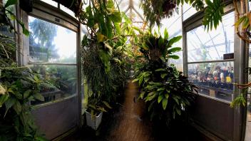 Indoor greenhouse path flanked by dense green foliage with windows showing cactus collections and natural light.
