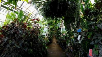 Vibrant indoor jungle scene with diverse leafy plants, tropical specimens, and labels under a greenhouse roof.