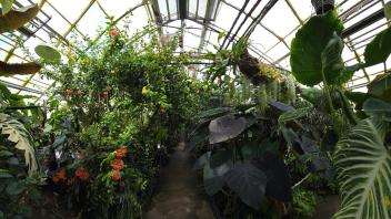 Dense greenhouse filled with tropical plants, towering leaves, and clusters of hanging Spanish moss.