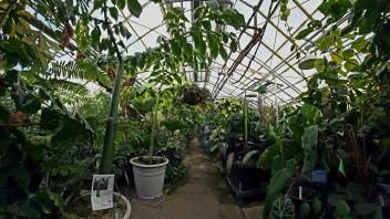 Bright greenhouse path flanked by various tropical plants, colorful flowers, and hanging vegetation.