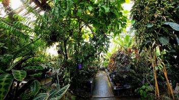 Pathway through a greenhouse lined with leafy potted plants and informational signage under a glass roof.