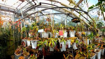 Tropical greenhouse interior filled with climbing plants, colorful foliage, and metal benches of specimens.