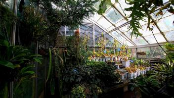 Carnivorous plant greenhouse with hanging vines and rows of white containers holding Nepenthes species.