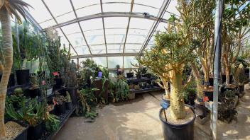 Corner of a greenhouse packed with diverse leafy plants and sunlit shelves of carnivorous species.