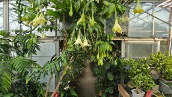 Greenhouse path surrounded by lush greenery, overhead branches filled with yellow angel's trumpet flowers.