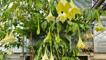 Close-up view of clustered yellow angel's trumpet flowers growing above a greenhouse walkway.