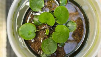 Overhead view of a healthy young water plant with round leaves, planted in a shallow white container.