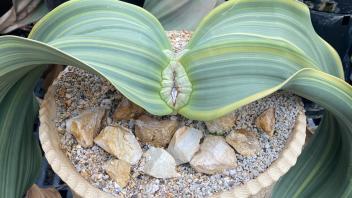 Variegated Welwitschia with striking striped leaves showing light green and yellow tones.