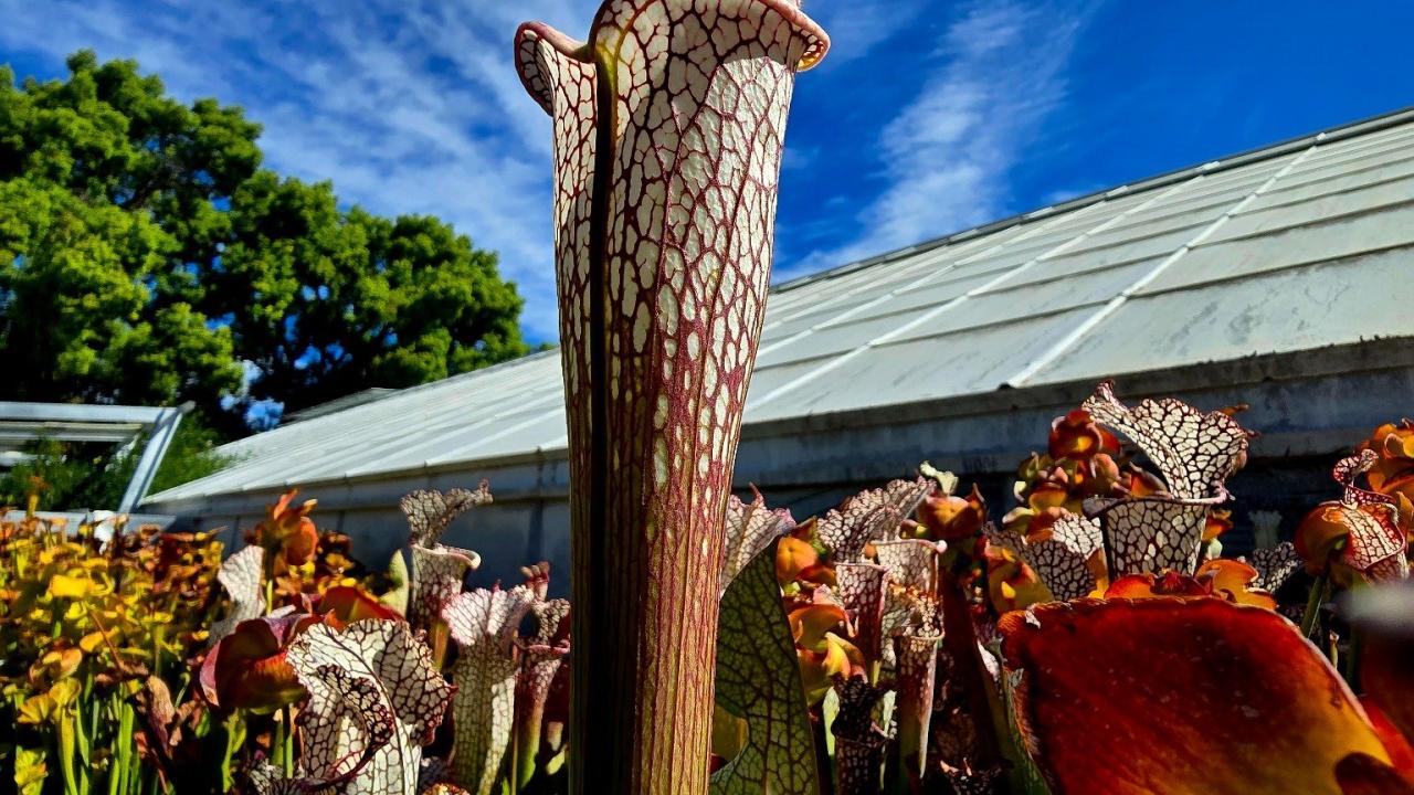 Tall pitcher plant with vibrant red veins reaching toward a bright blue sky in a sunny greenhouse.