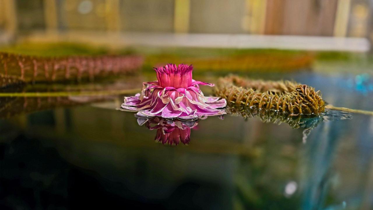 Pink Victoria water lily flower blooming at water surface with spiny bud and reflection.