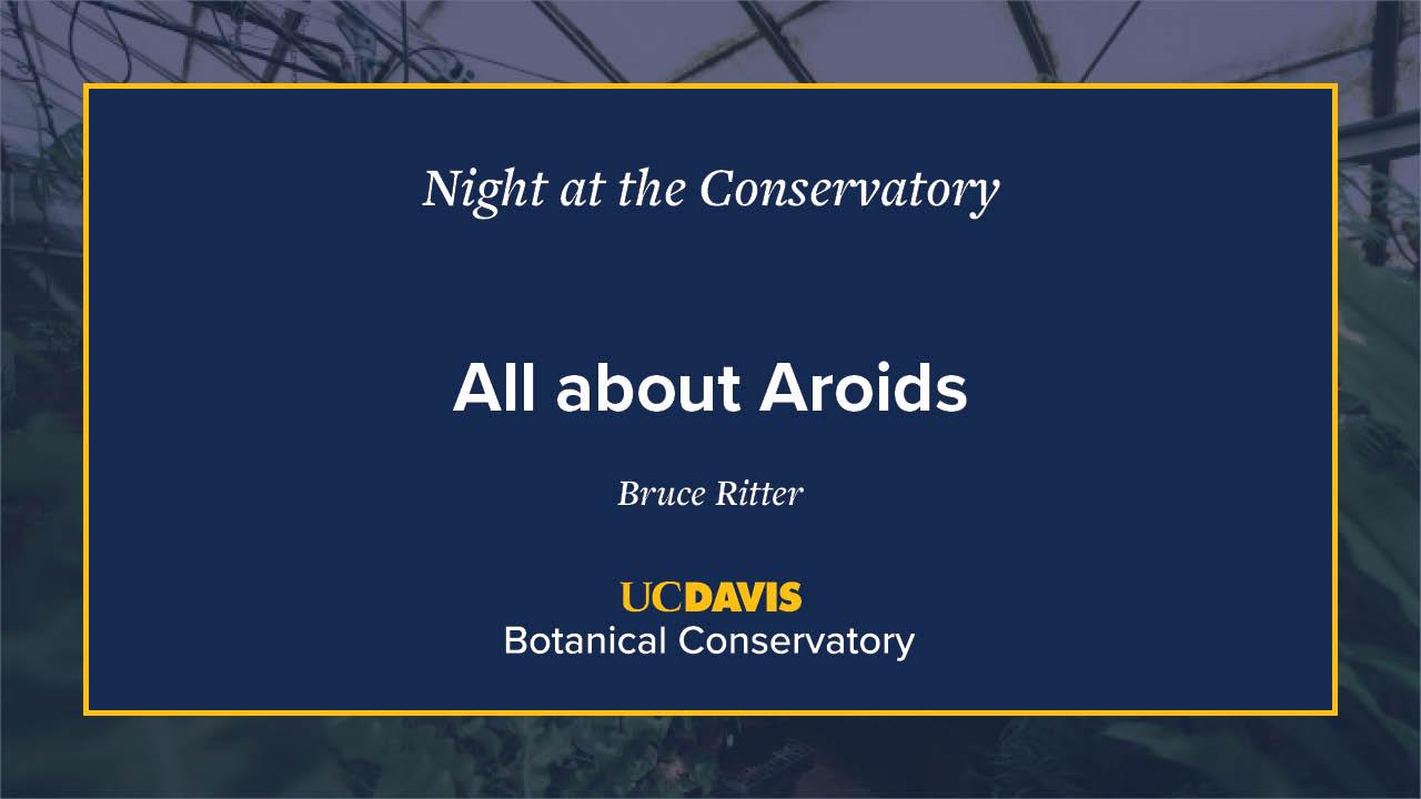 A digital event slide for Night at the Conservatory at UC Davis Botanical Conservatory. The slide has a navy blue background with white and yellow text, featuring the title All about Aroids by Bruce Ritter. A blurred greenhouse image is visible in the background.
