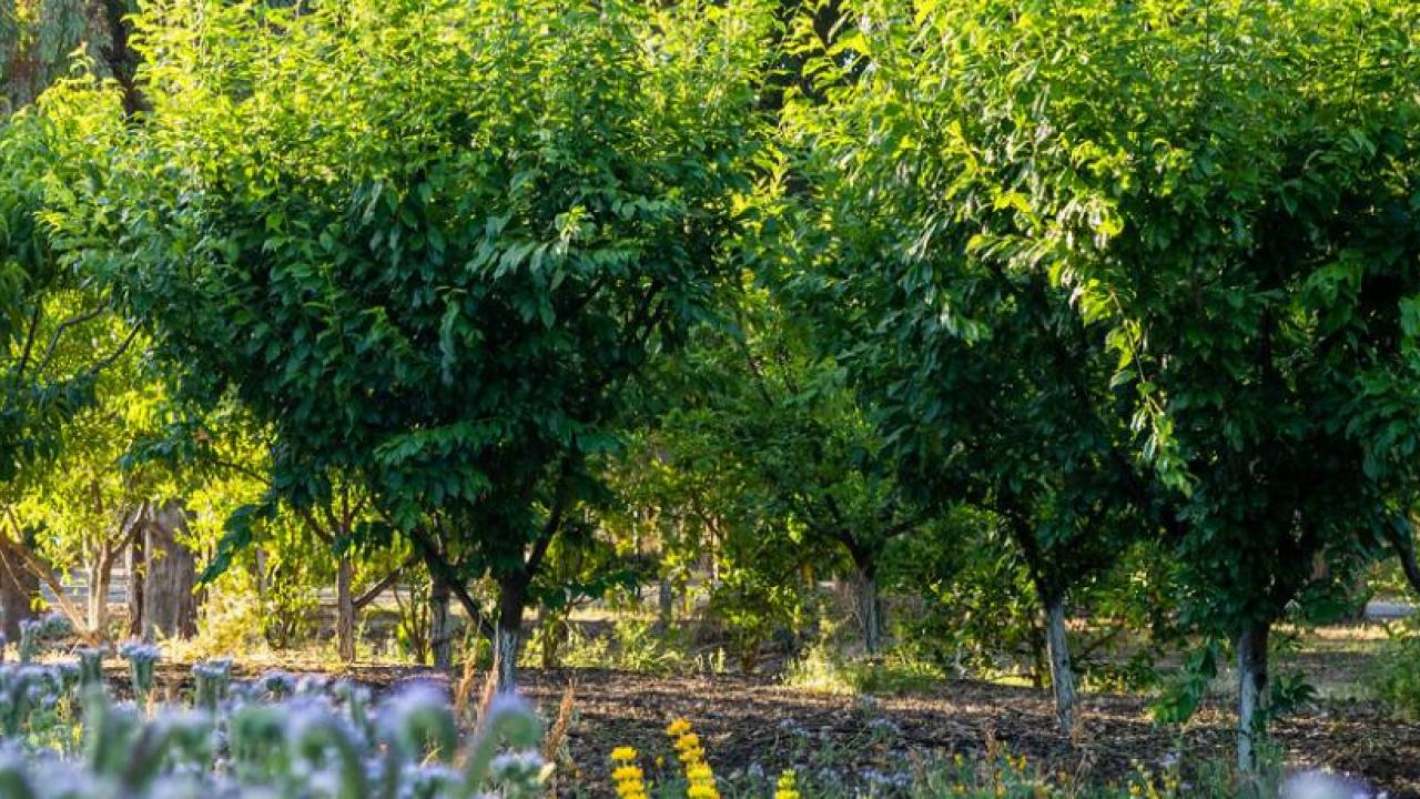 Native plants and fruit trees