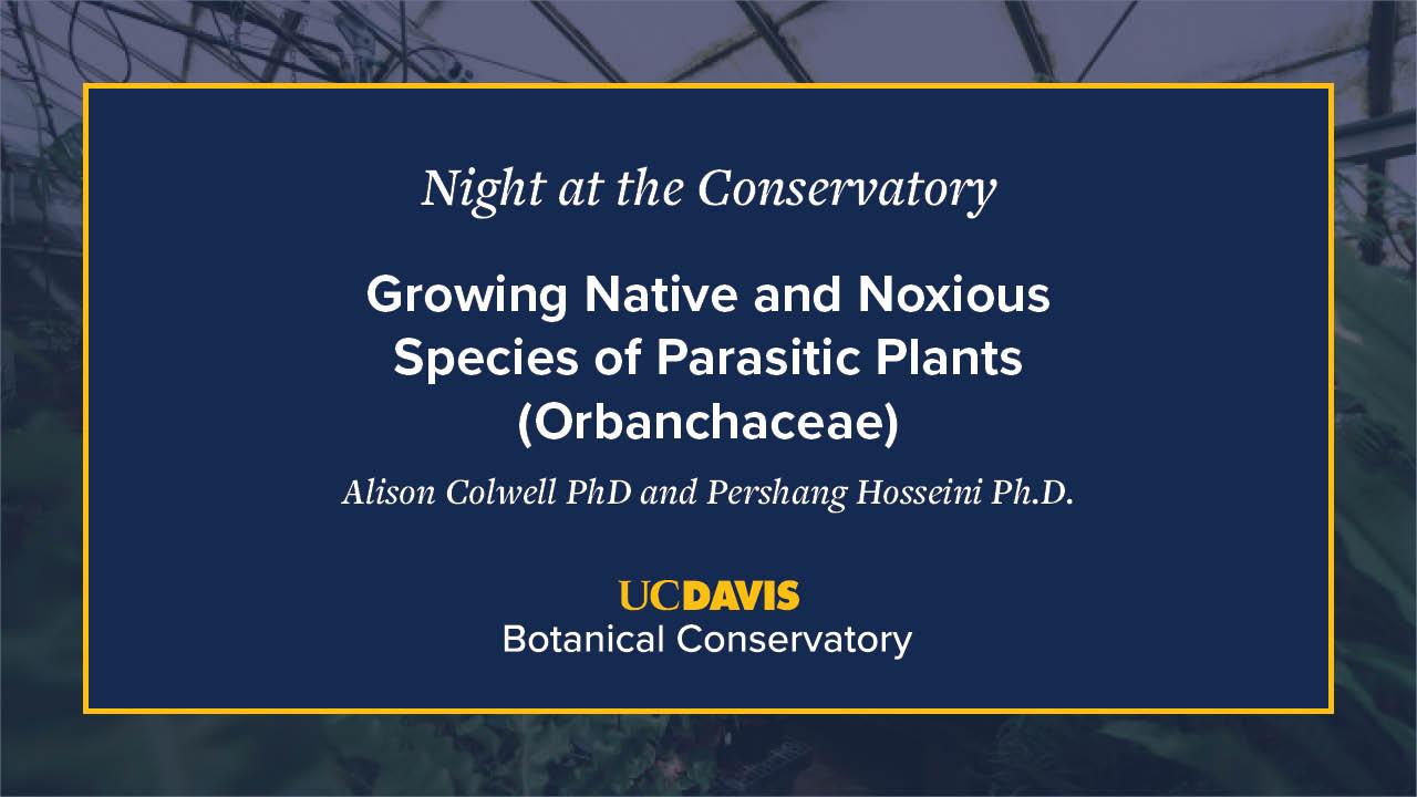 A digital event slide for Night at the Conservatory at UC Davis Botanical Conservatory. The slide has a navy blue background with white and yellow text, featuring the title Growing Native and Noxious Species of Parasitic Plants (Orobanchaceae) by Alison Colwell, Ph.D., and Parasitology Henschel, Ph.D. A blurred greenhouse image is visible in the background.