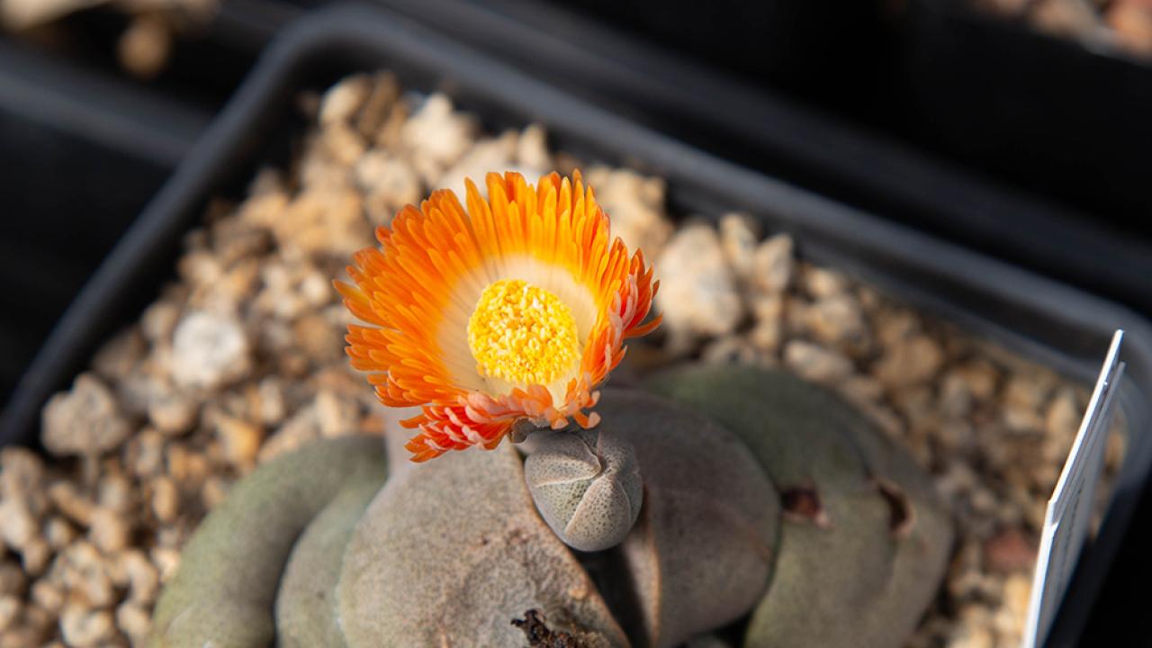 A small blue-grey succulent with bright orange flower in a gravel-filled pot.