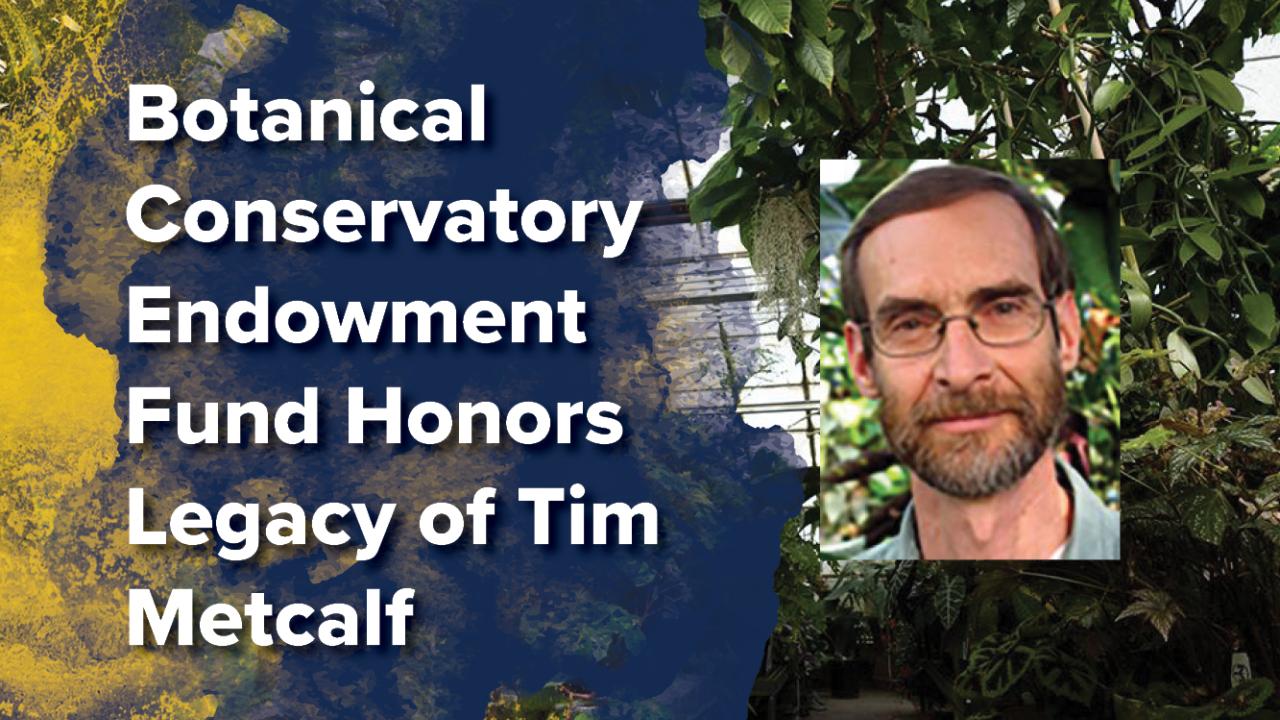 Graphic featuring the text "Botanical Conservatory Endowment Fund Honors Legacy of Tim Metcalf" over a painted blue and yellow background, with a portrait of Tim Metcalf overlaid on an image of a lush greenhouse interior.