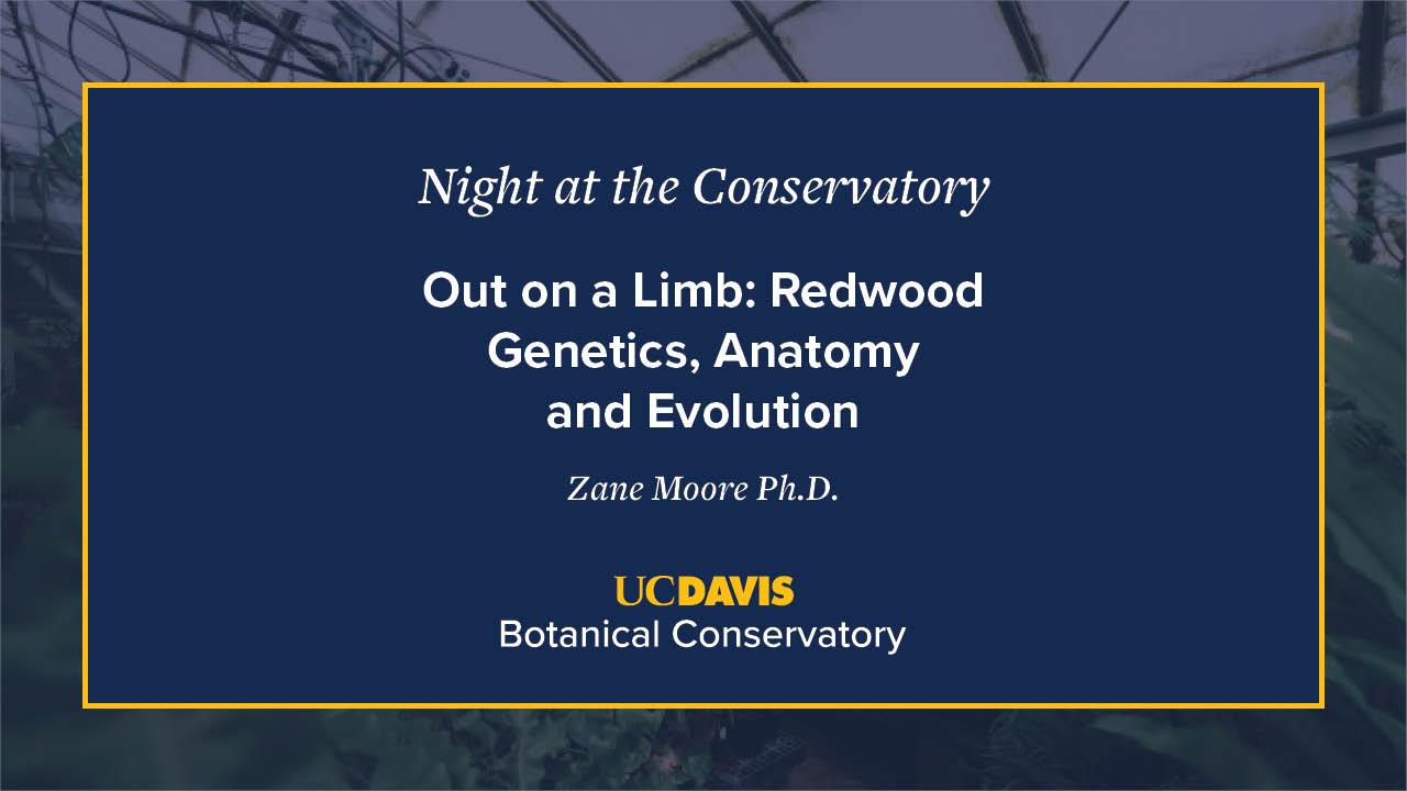 A digital event slide for Night at the Conservatory at UC Davis Botanical Conservatory. The slide has a navy blue background with white and yellow text, featuring the title Out on a Limb: Redwood Genetics, Anatomy, and Evolution by Zane Moore, Ph.D. A blurred greenhouse image is visible in the background.