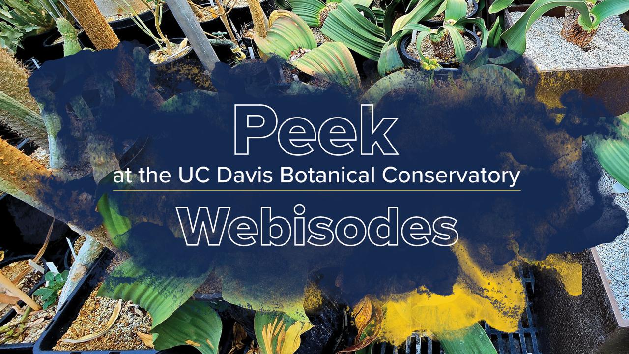 Banner image with the text 'Peek at the UC Davis Botanical Conservatory Webisodes' over a dark blue and yellow watercolor splash; background shows a variety of unusual and exotic plants in greenhouse trays.