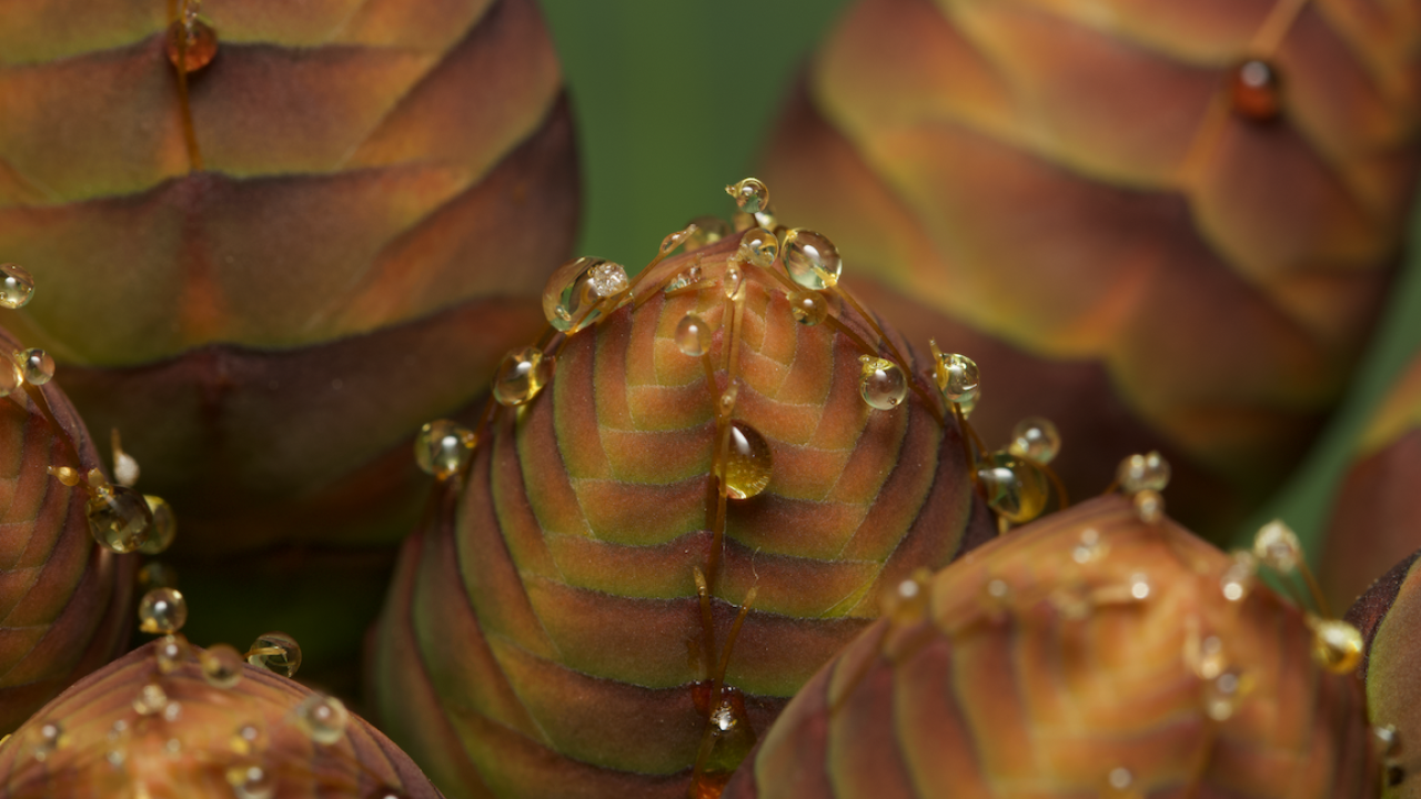 Close-up view of Welwitschia male cones, showing reddish-brown overlapping bracts with vibrant amber-colored nectar droplets forming at the tips and ridges. The nectar glistens in the light, highlighting the plant's intricate textures and patterns.