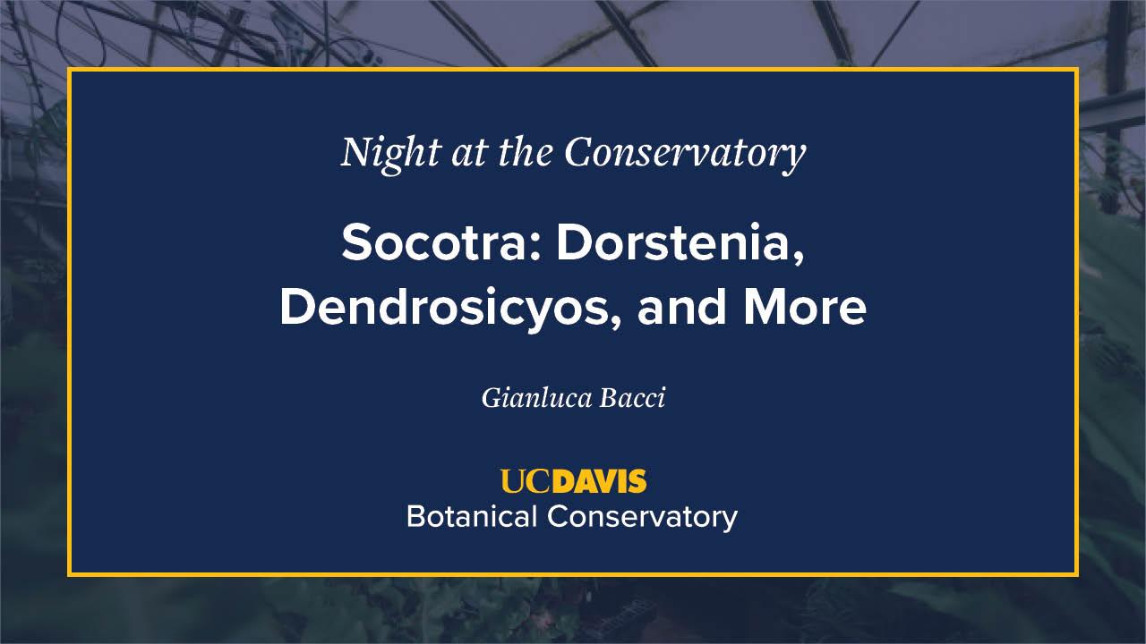 A digital event slide for Night at the Conservatory at UC Davis Botanical Conservatory. The slide has a navy blue background with white and yellow text, featuring the title Socotra: Dorstenia, Dendrosicyos, and More by Gianluca Bacci. A blurred greenhouse image is visible in the background.