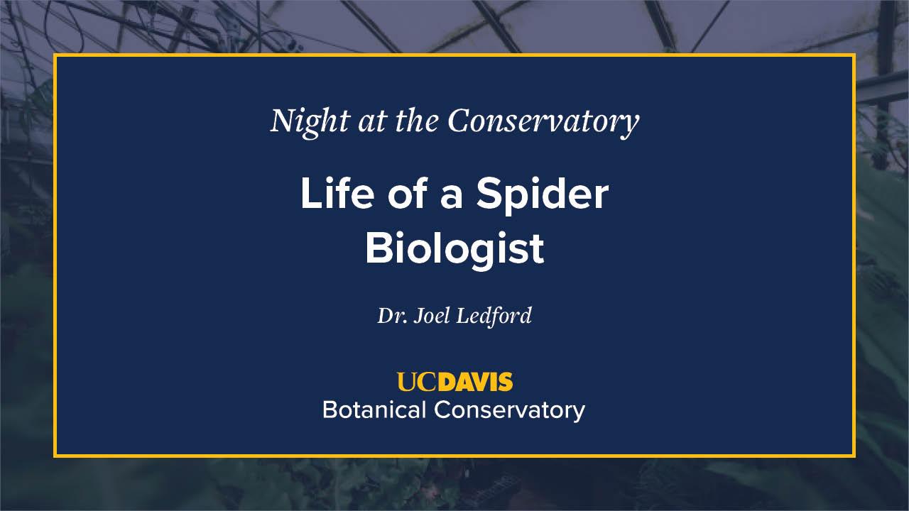 A digital event slide for Night at the Conservatory at UC Davis Botanical Conservatory. The slide has a navy blue background with white and yellow text, featuring the title Life of a Spider Biologist by Dr. Joel Ledford. A blurred greenhouse image is visible in the background.