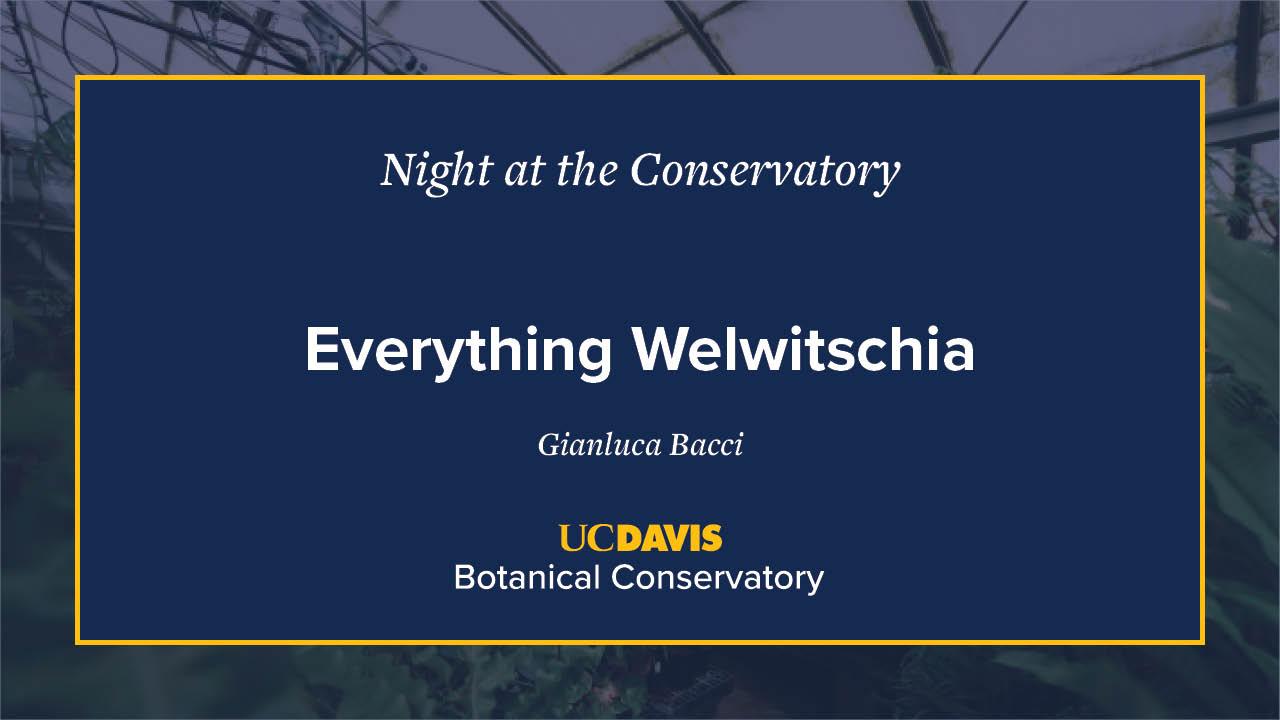 A digital event slide for Night at the Conservatory at UC Davis Botanical Conservatory. The slide has a navy blue background with white and yellow text, featuring the title Everything Welwitschia by Gianluca Bacci. A blurred greenhouse image is visible in the background.