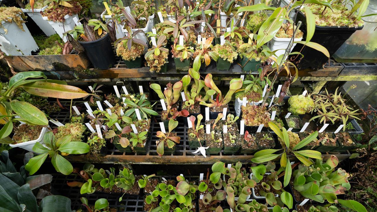 Pot of various carnivorous plants, mostly pitcher plants.
