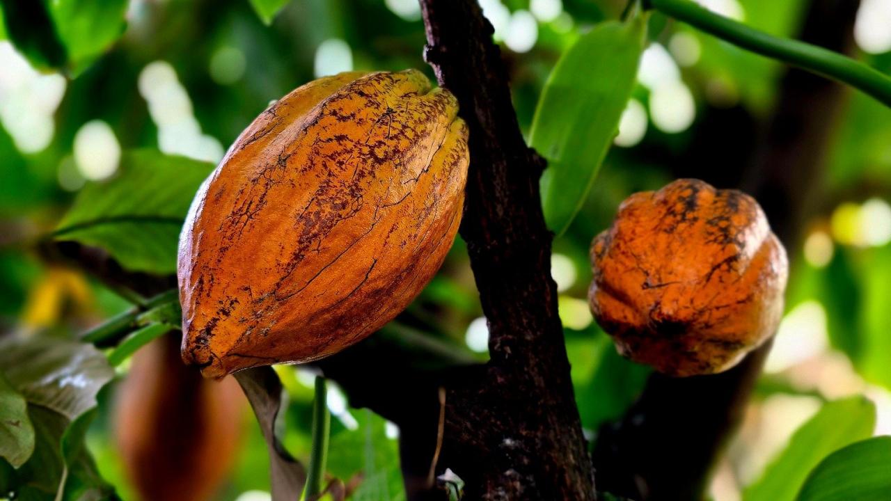 Mature orange cacao pods growing directly on a dark tree trunk amid bright green leaves.
