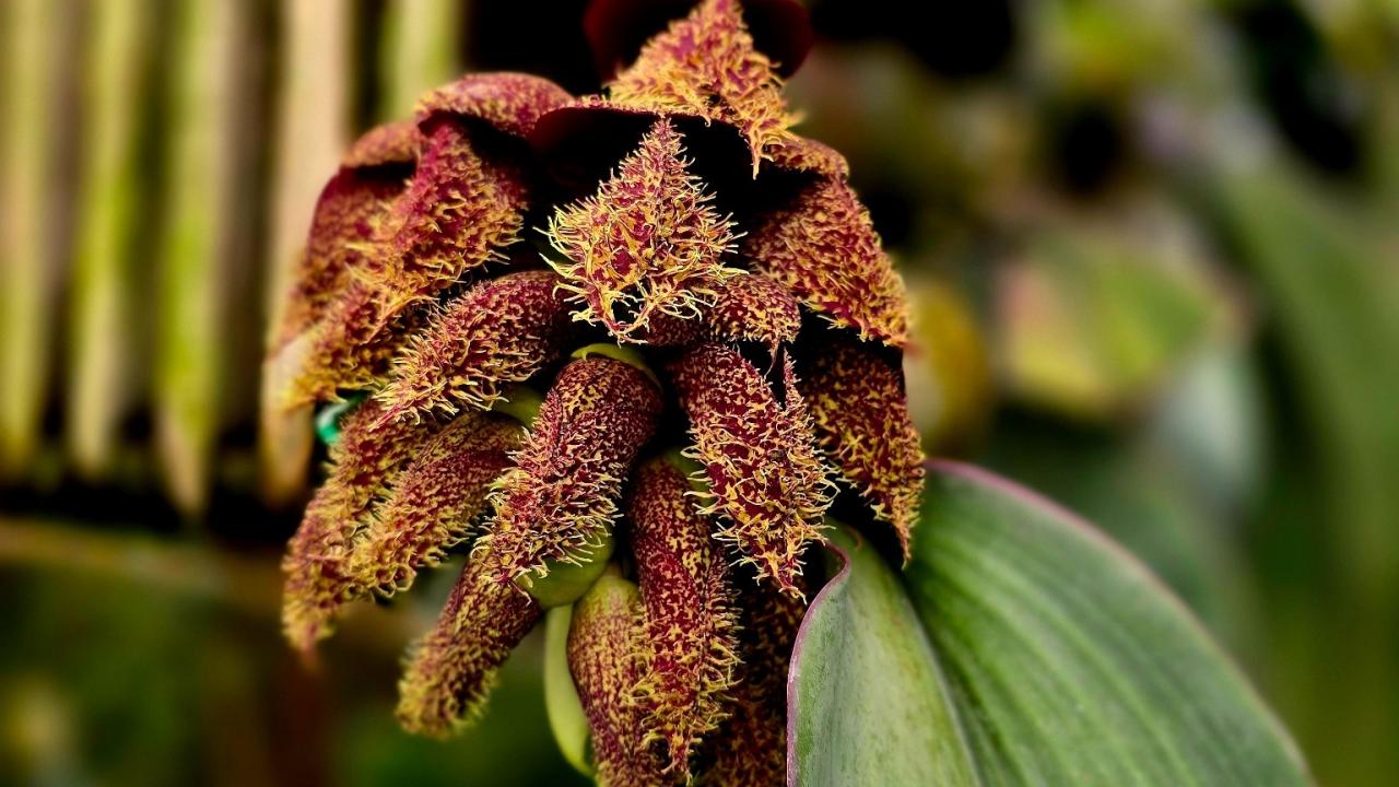 Close-up of a Bulbophyllum phalaenopsis flower cluster, featuring fuzzy maroon petals and a broad green leaf.