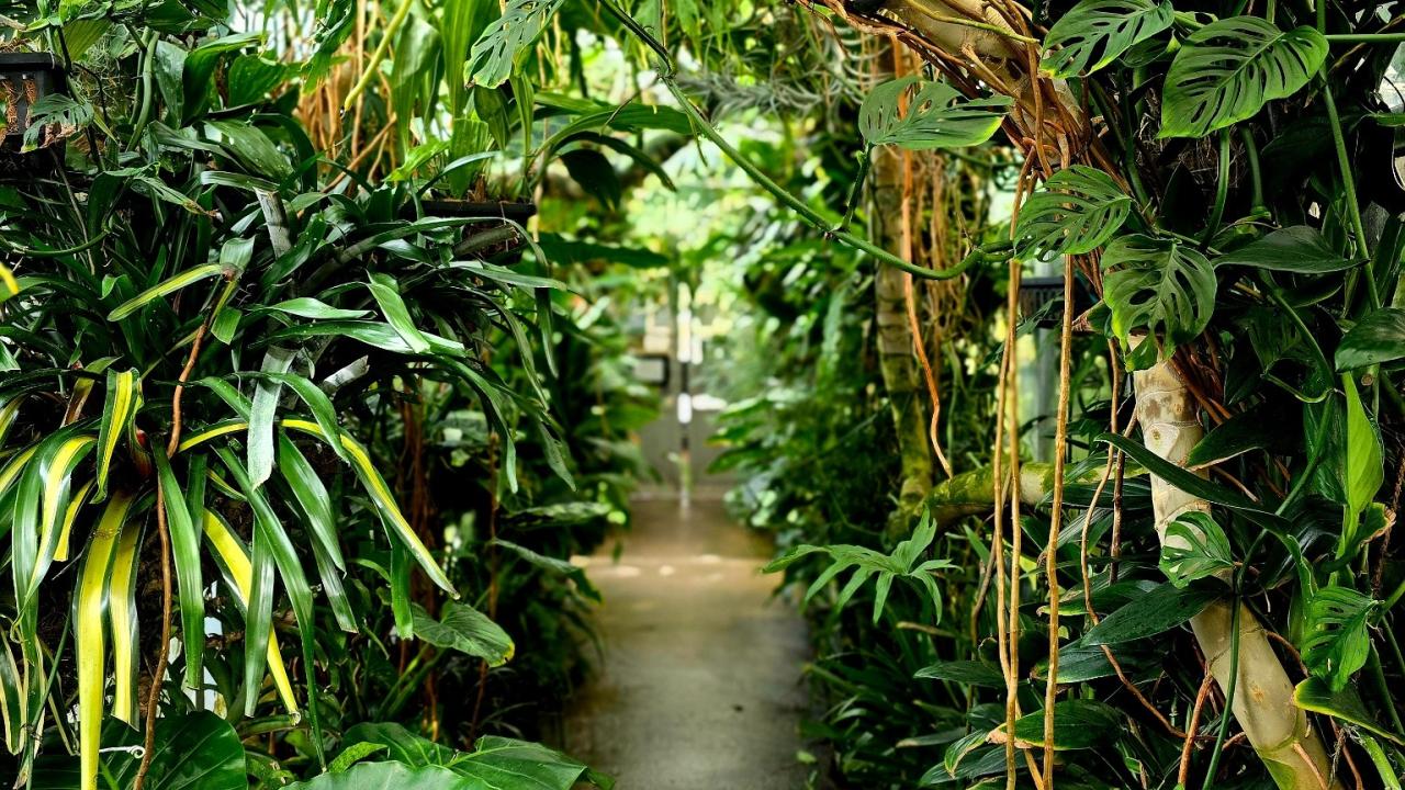 A lush greenhouse walkway lined with dense tropical plants and large green leaves on both sides.