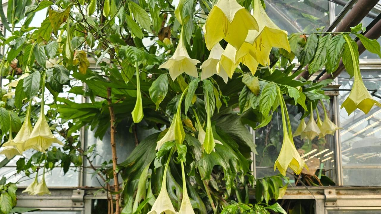 Close-up view of clustered yellow angel's trumpet flowers growing above a greenhouse walkway.