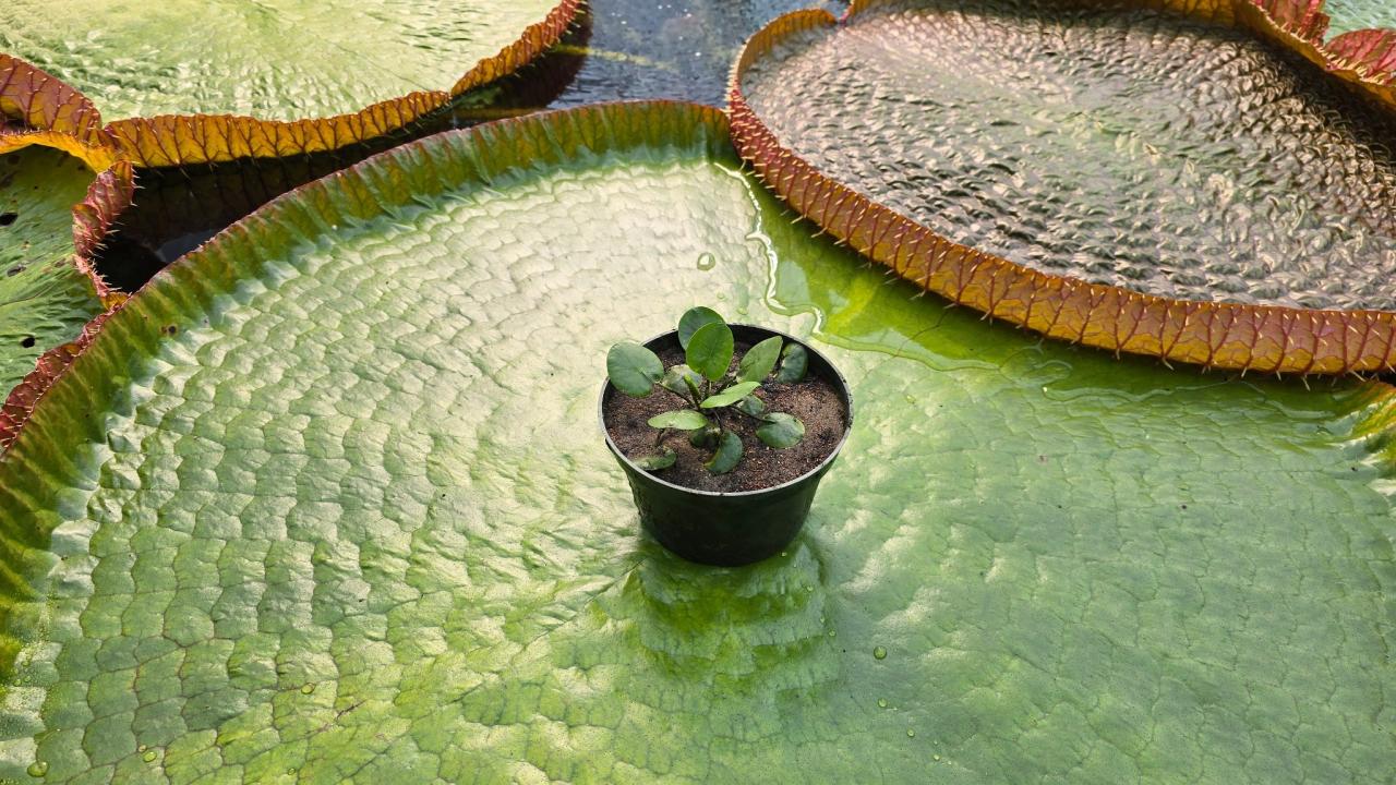Small potted aquatic plant placed on top of a massive water lily pad floating in a pond.