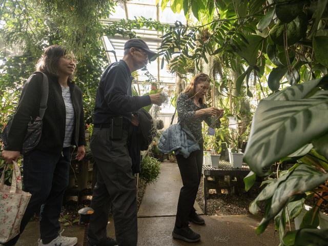 A group of people exploring a lush greenhouse, closely examining various plants. One person holds a piece of Spanish moss, while others observe their surroundings, surrounded by vibrant green foliage.
