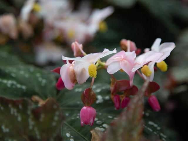 Close-up of delicate pink begonia flowers with yellow centers, blooming against a backdrop of dark green, speckled leaves.