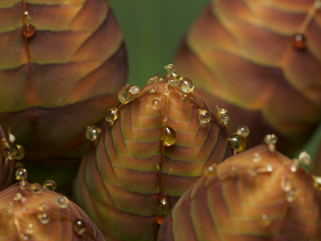 Close-up view of Welwitschia male cones, showing reddish-brown overlapping bracts with vibrant amber-colored nectar droplets forming at the tips and ridges. The nectar glistens in the light, highlighting the plant's intricate textures and patterns.