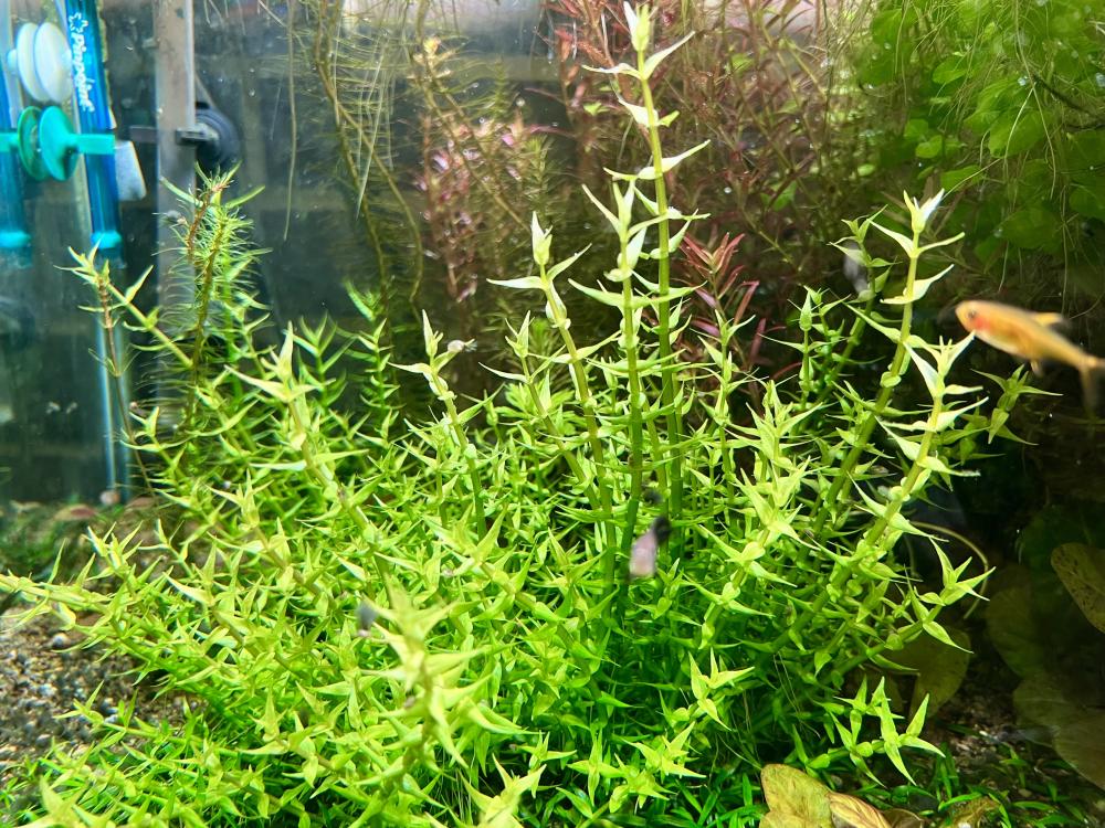 Green plants in an aquarium tank.