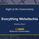 A digital event slide for Night at the Conservatory at UC Davis Botanical Conservatory. The slide has a navy blue background with white and yellow text, featuring the title Everything Welwitschia by Gianluca Bacci. A blurred greenhouse image is visible in the background.