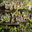 Pot of various carnivorous plants, mostly pitcher plants.