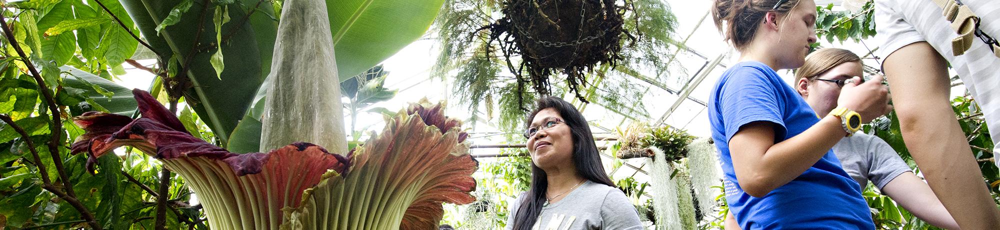 A large corpse flower (Amorphophallus titanum) in full bloom inside a greenhouse, surrounded by lush tropical plants. Several people, including a woman in a gray shirt and glasses, observe and discuss the rare flowering event.