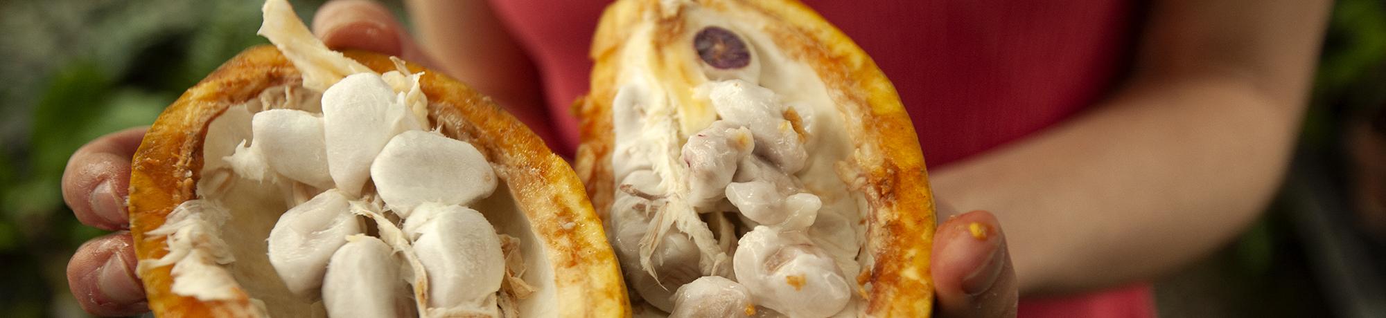 A closeup image of a cacao pod being held by someone whose hands are visible and who is wearing an orange-red shirt.