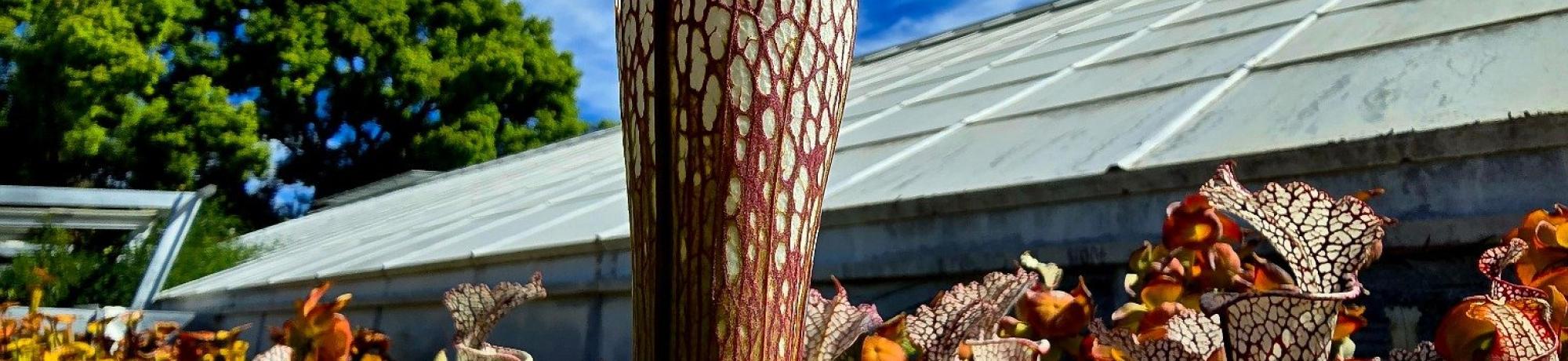 Tall pitcher plant with vibrant red veins reaching toward a bright blue sky in a sunny greenhouse.