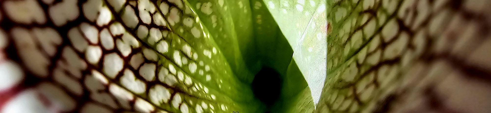 Close-up view of a carnivorous pitcher plant, showing vibrant green interior and white-veined, red-bordered patterns on its tubular leaves.
