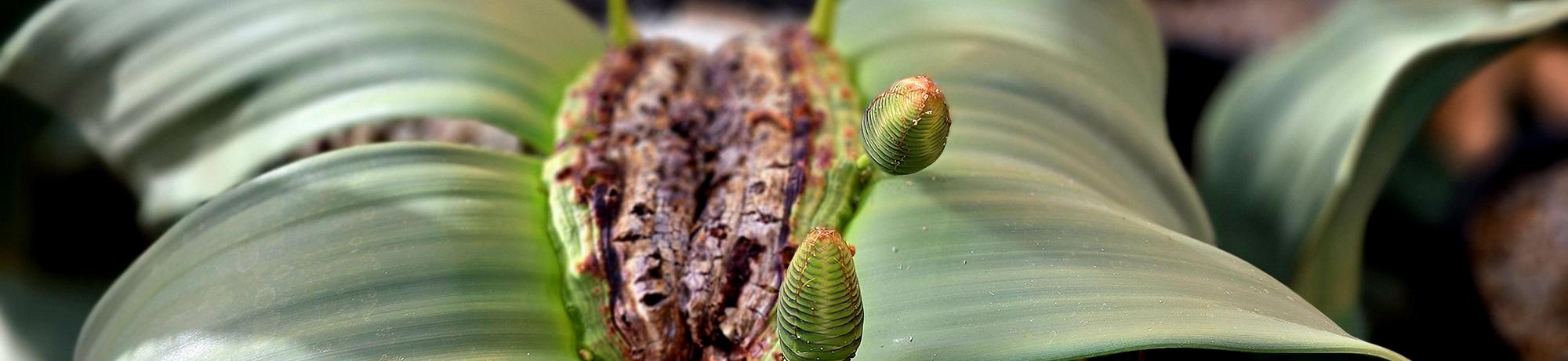 Close-up of a Welwitschia plant, showing its two long, strap-like leaves, woody central stem, and cone-like reproductive structures emerging near the base.