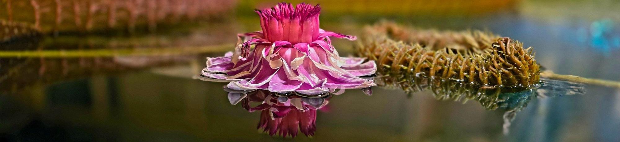 Pink Victoria water lily flower blooming at water surface with spiny bud and reflection.