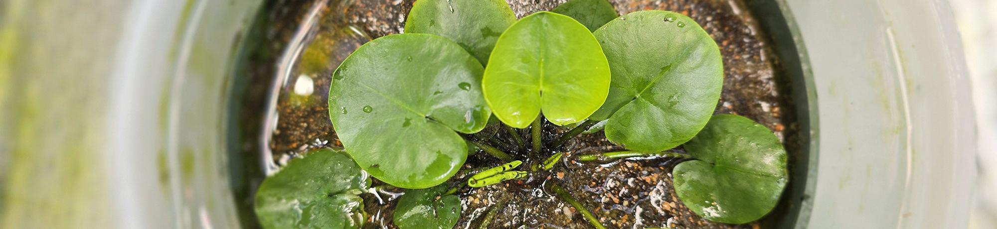 Top-down view of a young aquatic plant with round, glossy green leaves growing in a container of shallow water and gravel.