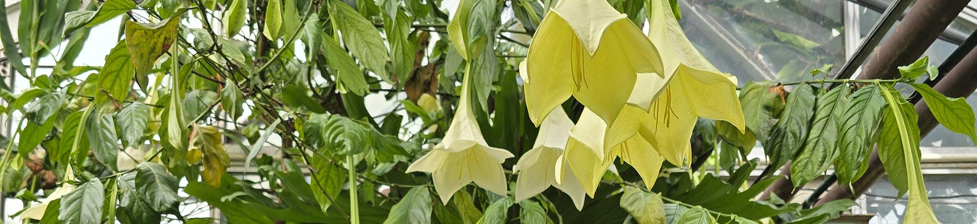 Large, pale yellow, trumpet-shaped flowers hang downward from a leafy green plant growing inside a greenhouse.