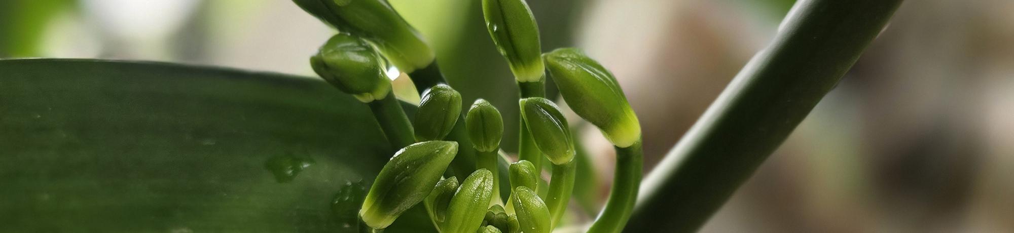 Closeup shot of a vanilla plant and pod